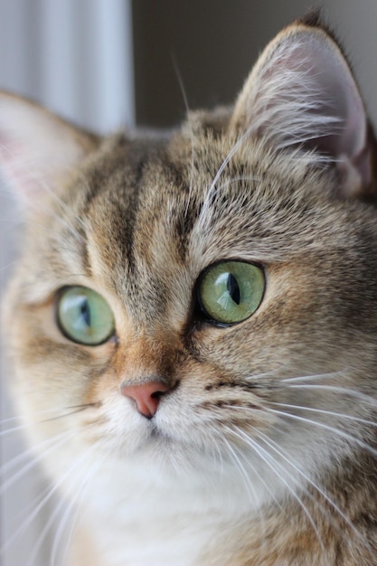 British Shorthair Golden Chinchilla dagli occhi verdi