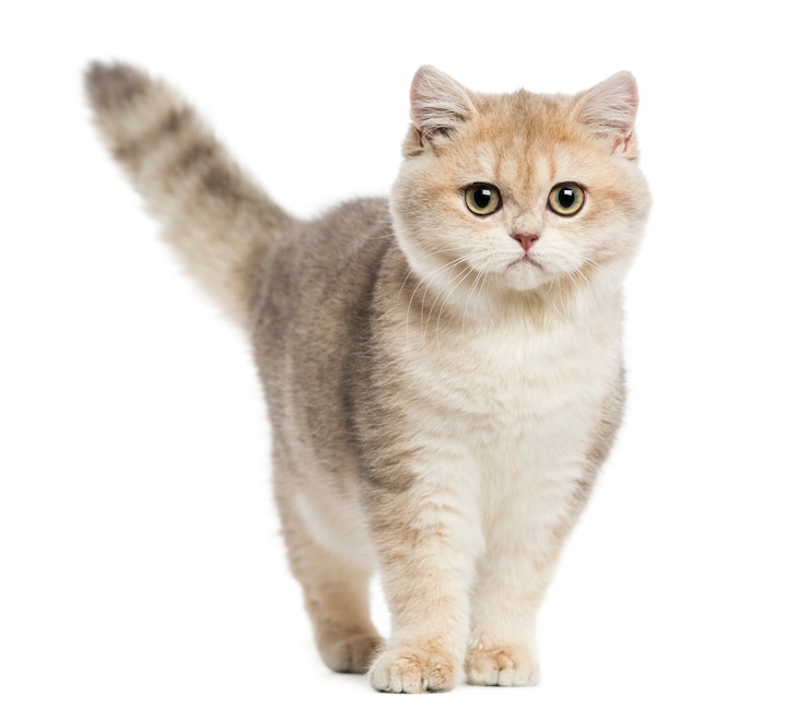 Foto british shorthair in piedi