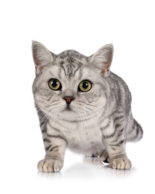 British Shorthair in studio