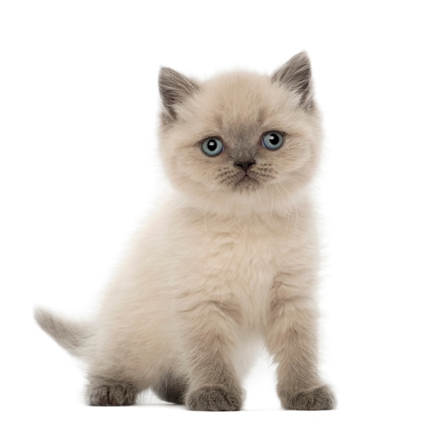 British Shorthair Kitten (9 settimane)