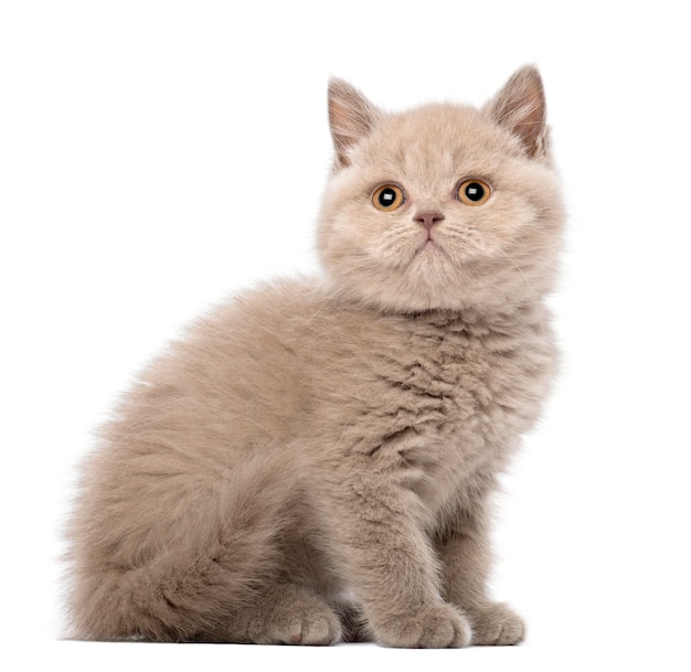 British Shorthair Kitten seduto (9 settimane)