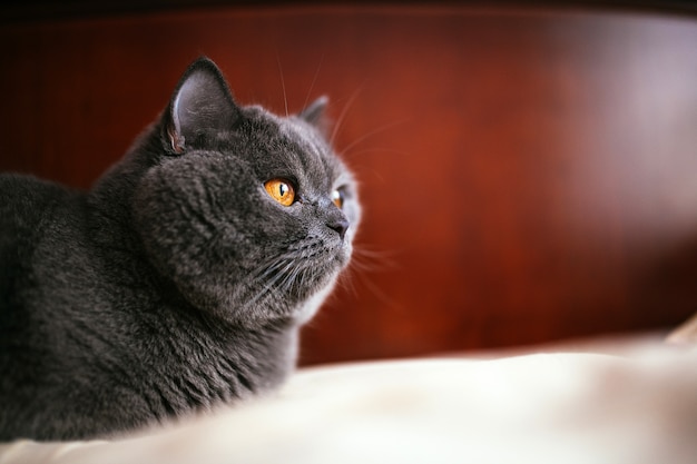 British shorthair purebreed cat sul letto