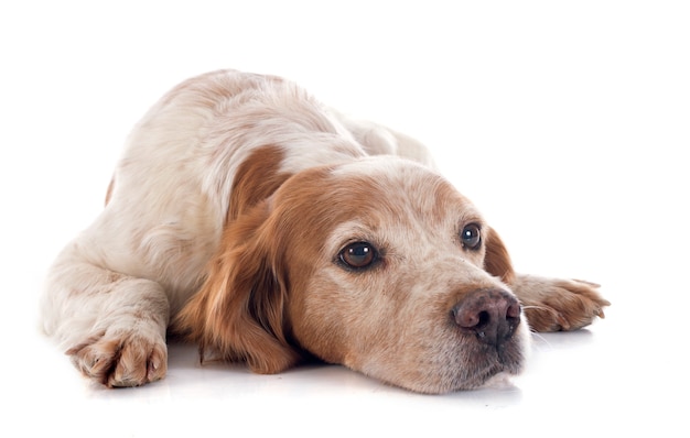 brittany spaniel
