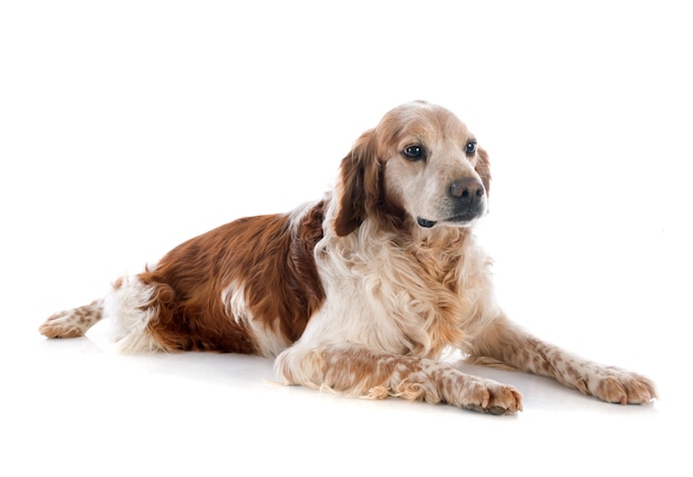 brittany spaniel