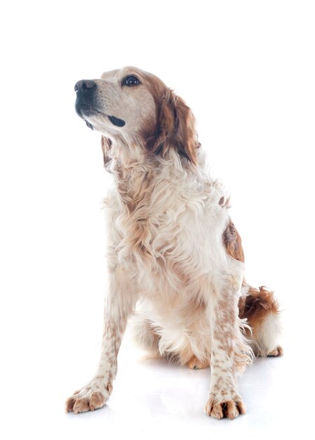 brittany spaniel