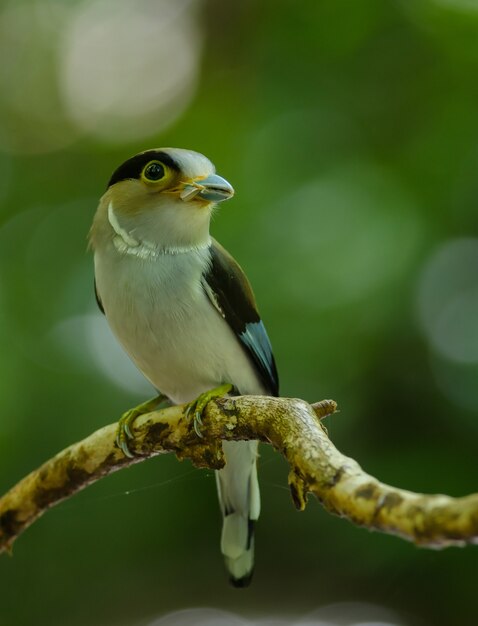 Broadbill dal petto d&#39;argento sul ramo di un albero