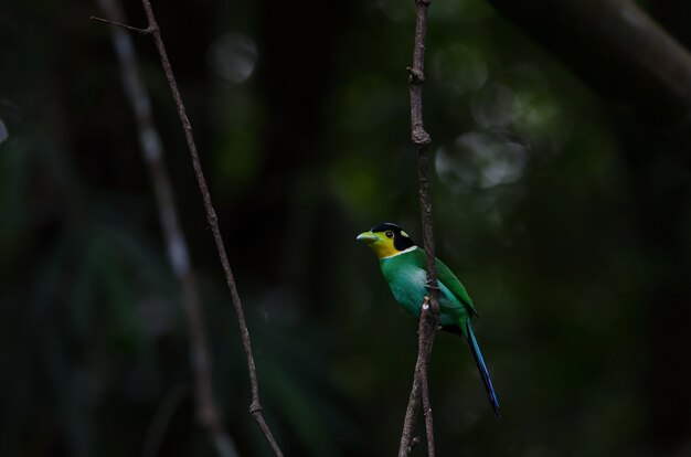 Broadbill munito lungo sul ramo di albero