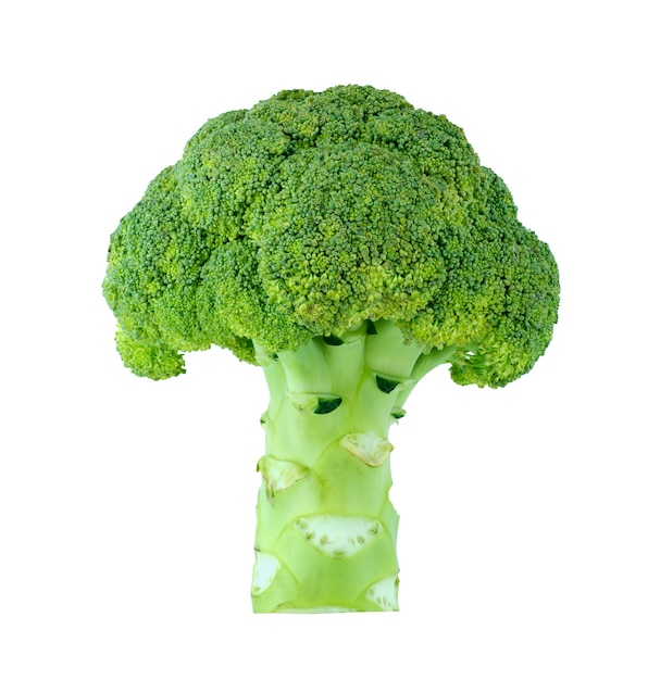 Broccoli isolati sulla fine bianca in su