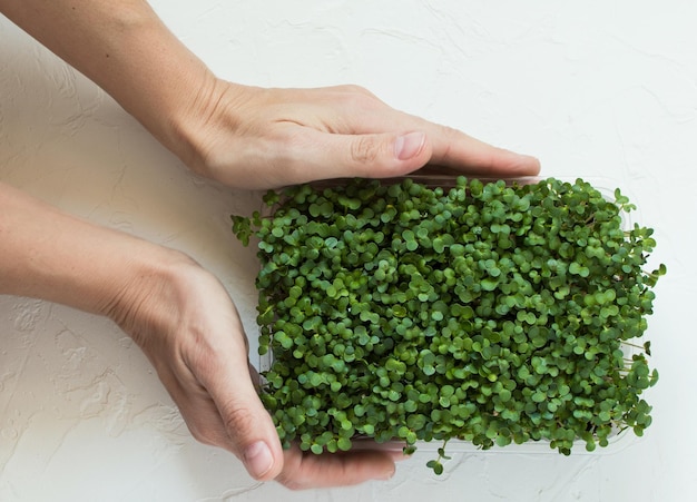 Broccoli microverdi in un contenitore in crescita nella mano di una donna Coltivazione di micro verdure fresche