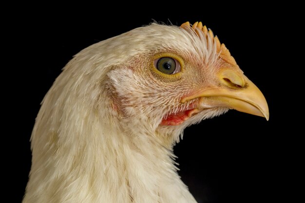 Broiler di pollo isolato sul nero