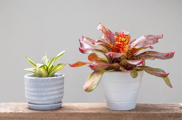 Bromelia e piccola pianta di serpente o verde Hahnii in cemento invasato su un tavolo di legno grund sfondo morbido