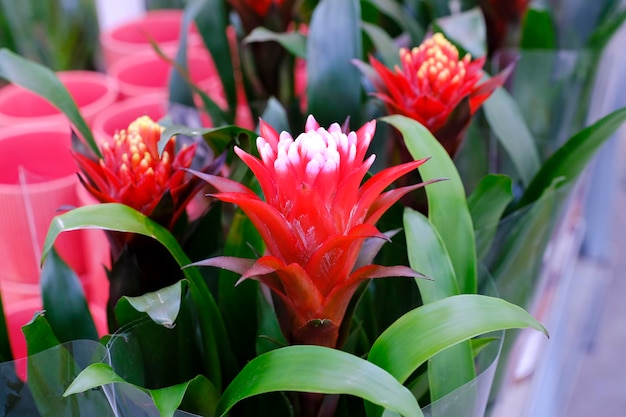 Bromelia Guzmania, fiore con petali rossi e foglie verdi. Famiglia Bromeliaceae. Vendita in negozio.