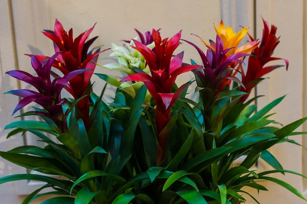 Bromelie multicolori in una serra o in un'aiuola, sfondo floreale e naturale.