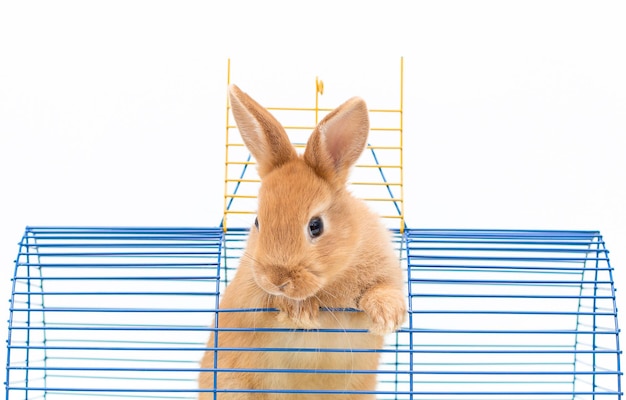 Brown adorabile cucciolo di coniglio seduto sulla sua gabbia su sfondo bianco