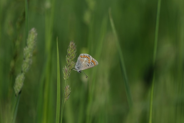 Brown Argus farfalla su una pianta in natura