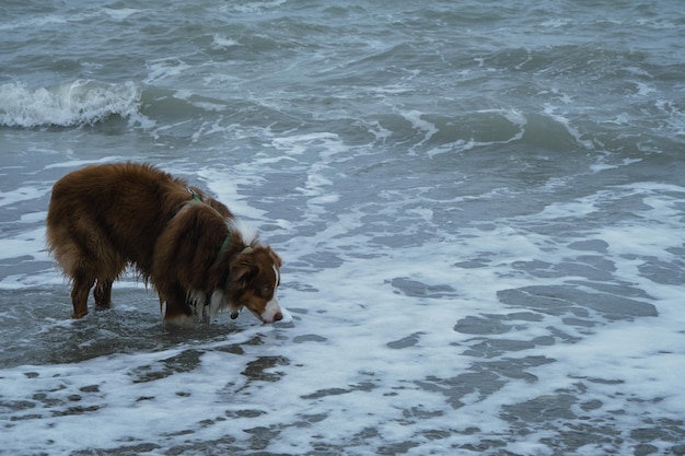 Brown Australian Shepherd cane in piedi in mare e acqua potabile