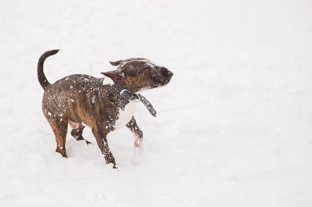 Brown bull terrier che gioca con la neve sul campo da giuoco nevoso. Cane di razza nel parco