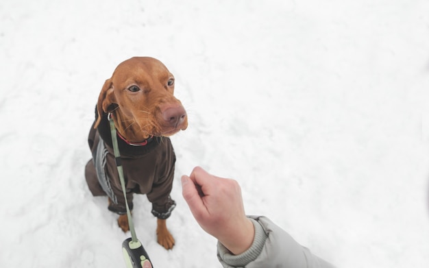 Brown cane razza di magyar vizsla in vestiti e al guinzaglio e la mano di una donna che gioca con un animale domestico