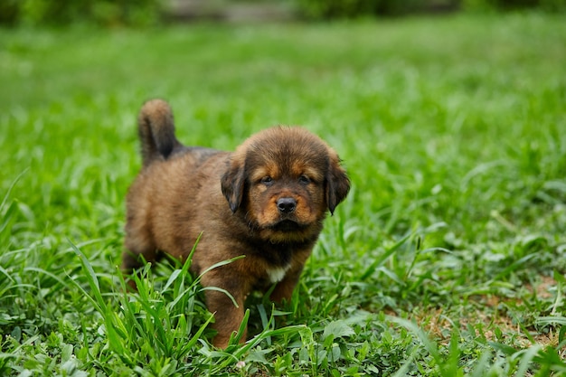 Brown carino felice cucciolo Terranova, cane adorabile sorriso nel parco estivo su erba verde all'aperto.