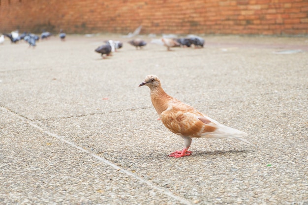 Brown e colomba bianca o piccione (colomba livia) è in piedi sul marciapiede in città