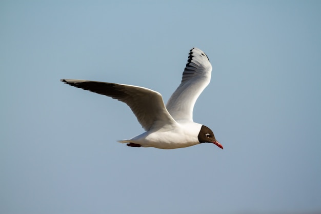 Brown gabbiano incappucciato, Chroicocephalus maculipennis, volando in un cielo blu nel sud Atlantico.