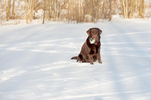 Brown labrador retriever che gioca nella neve in una fredda giornata invernaleGiochi in cortile in una giornata invernalefelice cane labrador domestico tiene un giocattolo tra i denti