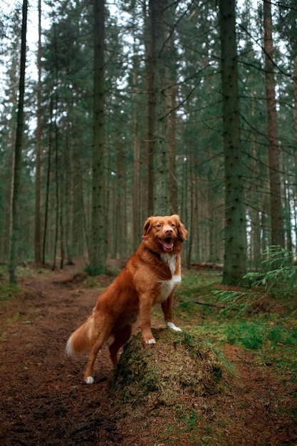 Brown Nova Scotia Duck Tolling Retriever con le zampe anteriori si erge su una pietra nel mezzo della foresta verde. Tempo libero all'aperto con il cane. Concetto di animali domestici.