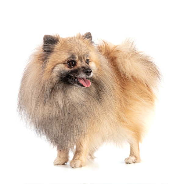 Brown Pomeranian Sheepdog isolato