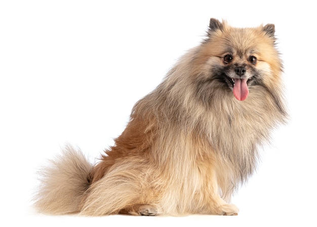 Brown Pomeranian Sheepdog seduto su un bianco isolato