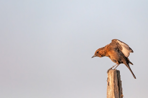 Brown rockchat avendo tratto su un trespolo