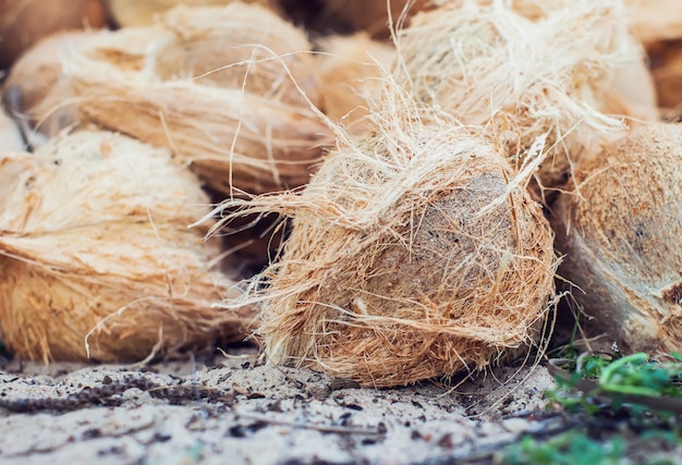 Brown secco di cocco a terra