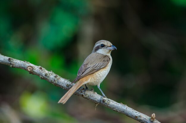 Brown Shrike che si appollaia su un ramo