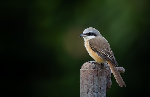 Brown Shrike Immagine ravvicinata di uccello sul tubo