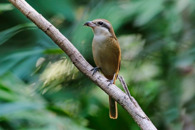 Brown Shrike Lanius cristatus