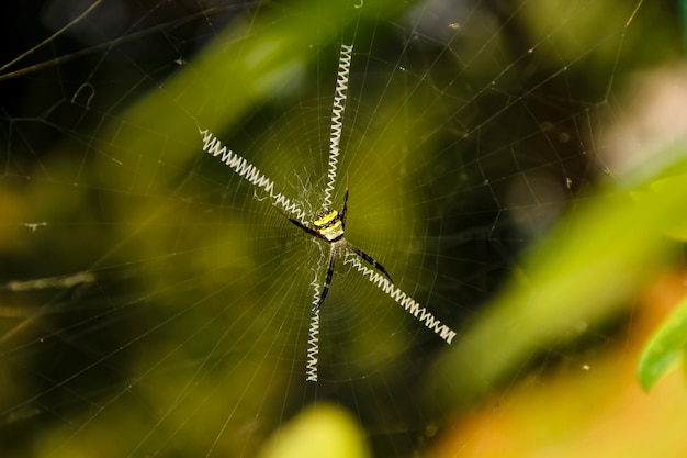 Brown Spider con focus nel mezzo