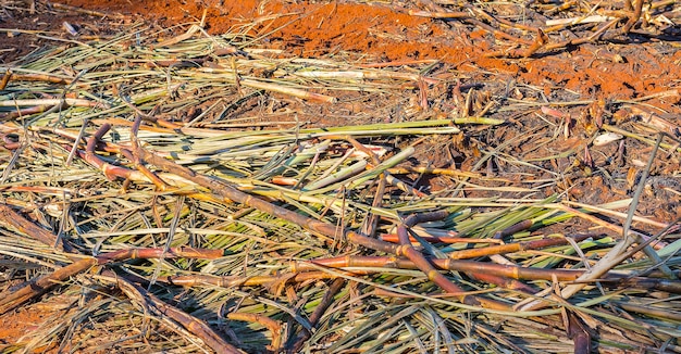 Brucia la piantagione di canna da zucchero in una giornata di sole