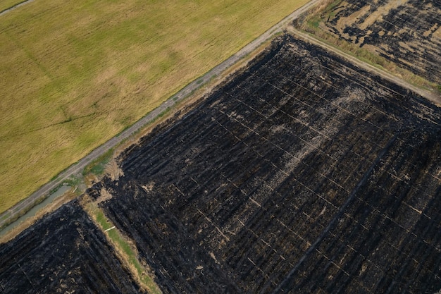Bruciare le risaie vista aerea dal drone volante del riso di campo Incendi boschivi