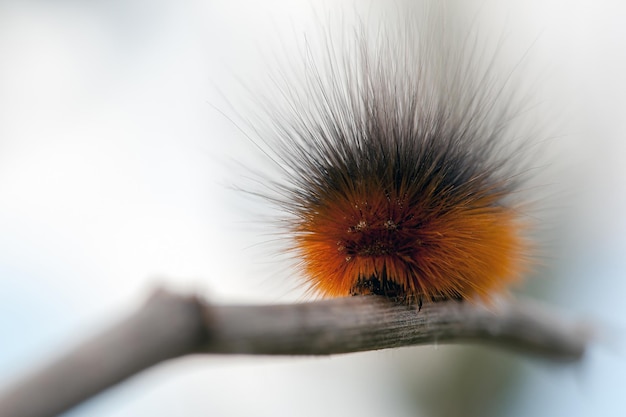 Bruco arancio nero molto peloso sul ramo secco