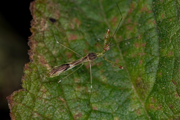 Bruco bruco adulto Falena della specie Garella nilotica