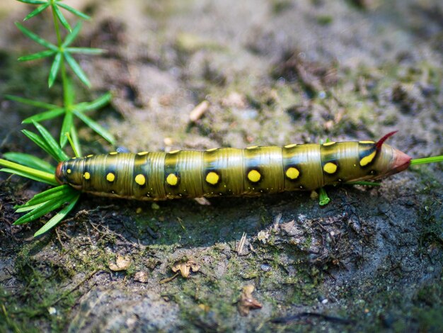 Bruco della falena del falco Hyles gallii che mangia l'erba