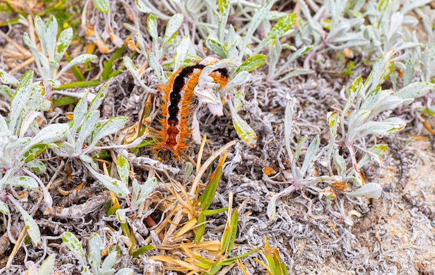 Bruco di Cape Lappet Moth sulla flora costiera a Città del Capo in Sud Africa