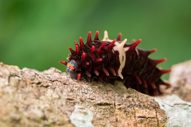 Bruco rosa comune sulla natura