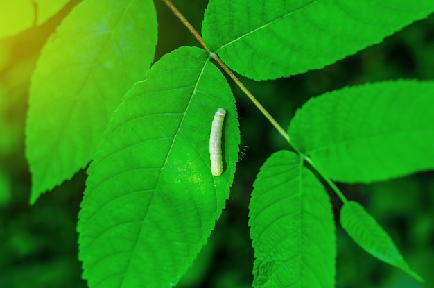 Bruco seduto su una foglia verde