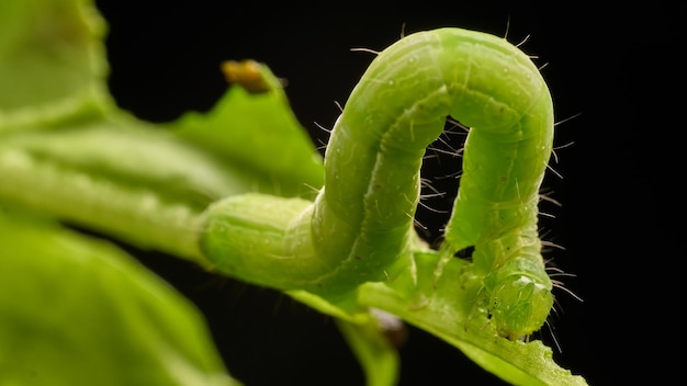 Bruco verde che mangia foglie verdi su sfondo nero