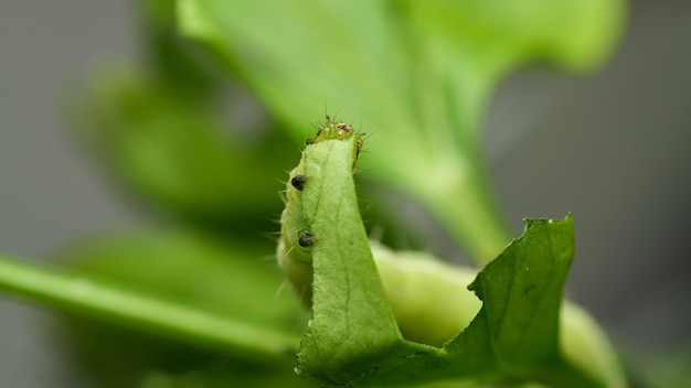 Bruco verde che mangia le foglie verdi