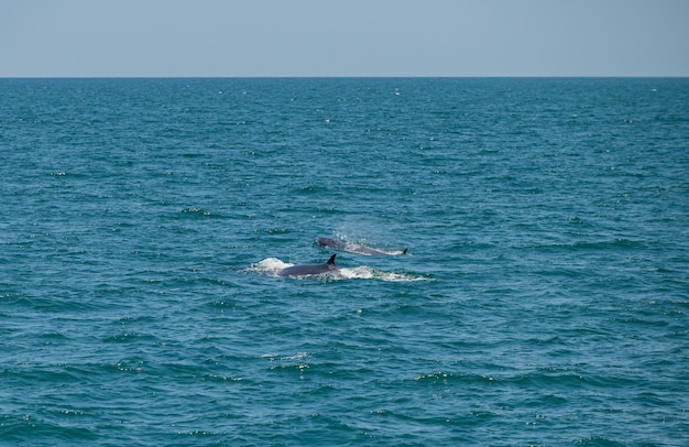 Bruda balena che nuota nel mare