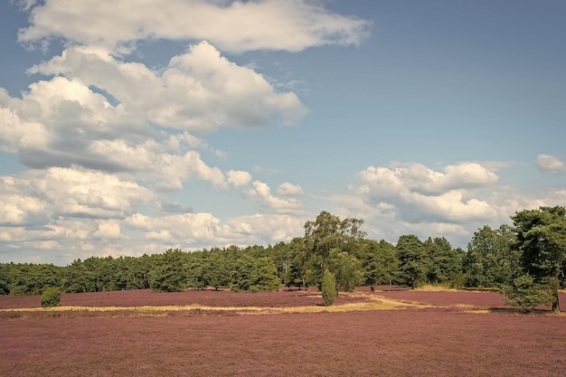 Brughiera con sfondo naturale di fioritura dell'erica comune