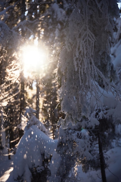 Brunch di abeti innevati nella foresta Giorno di Suuny Percorsi turistici invernali nelle montagne dei Carpazi Ucraina