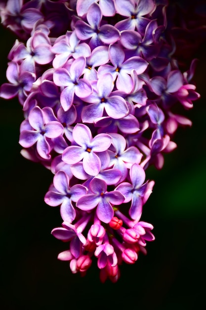 Brunch di fiori viola su sfondo nero