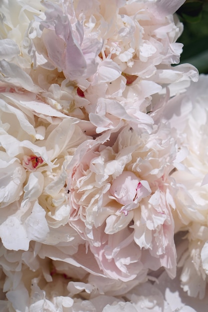 Brunch di fioritura dei fiori del pione rosa in giardino